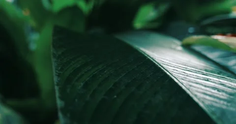 Steadicam shot: selective focus on dark green succulent palm leaves with water Stock Footage 212846868