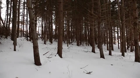 A steadicam shot through snowy forest Stock Footage 34006897