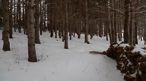 Steadicam shot through snowy forest Stock Footage 34008710
