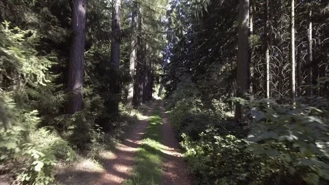 Steadicam shot thru pine tree forest. Stock Footage 70776092