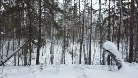Steadicam shot of tree trunks in siberian winter evening ride Stock Footage 164019628