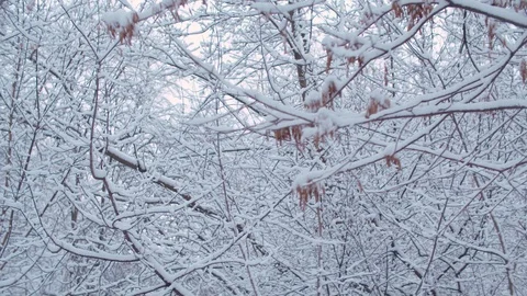Steadicam shot of the trees under the snow Stock Footage 123006853