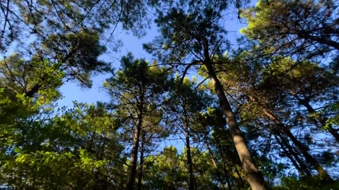 Steadicam slow forward camera movement through tall pine forest: wide angle view Stock Footage 342750283