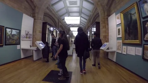 Steadicam Stabilized Walkthrough Inside Natural History Museum Birds Section 4K Vídeos de archivo 72401540