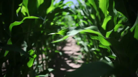 Steadicam Through The Corn Field Video stock 57389967