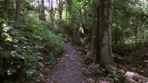 Steadicam through a forest trail 스톡 동영상 12253995