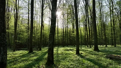 Steadicam Tracking Through Forest, Sun Glints Through Trees Stock Footage 266522479