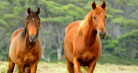 STEADICAM - Two red horse looking at camera Stock Footage 88313730