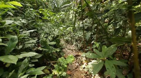 Steadicam walk in jungle Stock Footage 10864786