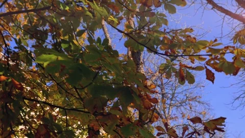 Steadicam Walk Under Autumn Tree with Blue Sky Stock Footage 293443380