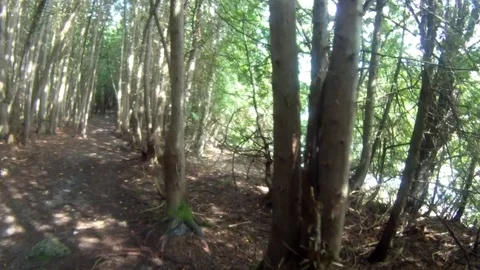 Steadicam walk in the woods Video stock 85068180