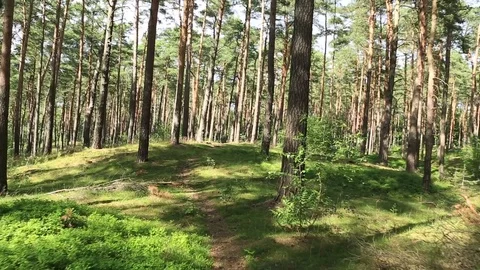 Steadicam walking in a forest in sunshine Stock Footage 78198269