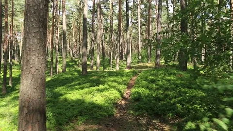 Steadicam walking path in a forest in sunshine Stock Footage 78198245