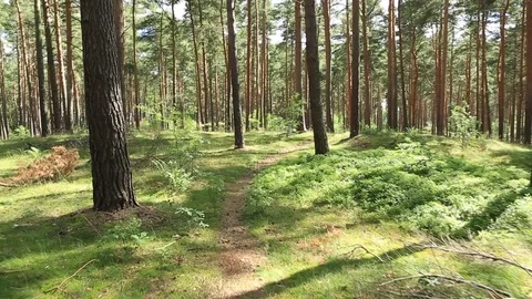 Steadicam walking a path in the woods in sunshine Stock Footage 78198143