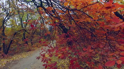 Steadicam: walking under the branches of trees. Alley under the trees. Stock Footage 56226327