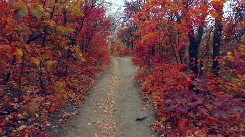 Steadicam: walking under the branches of trees. Alley under the trees. Stock Footage 56226468