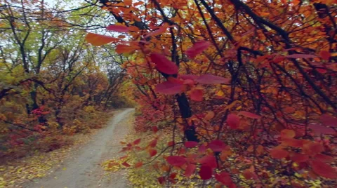 Steadicam: walking under the branches of trees. Alley under the trees. Stock Footage 56226488
