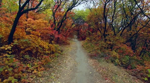 Steadicam: walking under the branches of trees. Alley under the trees. Stock Footage 56227657