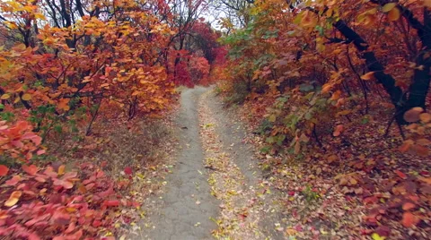 Steadicam: walking under the branches of trees. Alley under the trees. Stock Footage 56228453