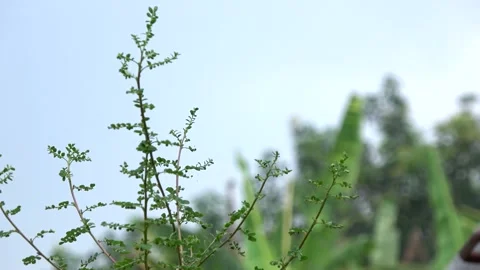 Steady Background, Green Wild Plants 1 Video stock 309212847