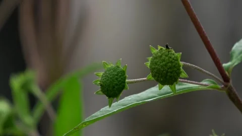 Steady Background, Green Wild Plants 2 Stock Footage 309213265