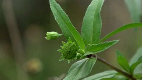 Steady Background, Green Wild Plants 3 Stock Footage 309214380