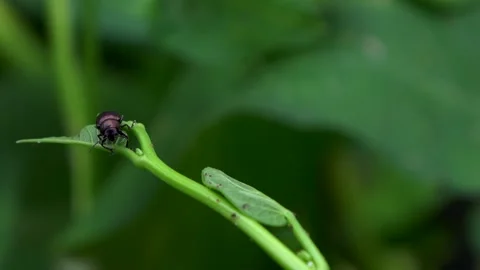 Steady Background, A Kind of Small Beetle. Angle 1 Stock Footage 308862804