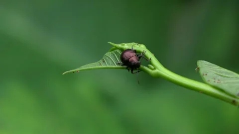 Steady Background, A Kind of Small Beetle. Angle 2 Video stock 308862818