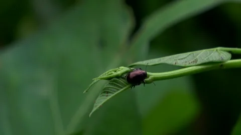Steady Background, A Kind of Small Beetle. Angle 3 Stock Footage 308863158