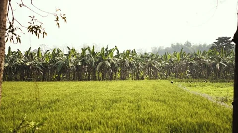 Steady banana Tree Shots Stock Footage 302557638