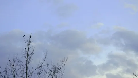 Steady birds on a tree Stock Footage 123230627