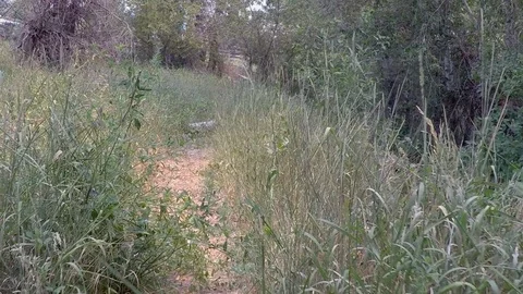 Steady cam shot down trail through a meadow and into the woods. Stockbeeldmateriaal 93379525
