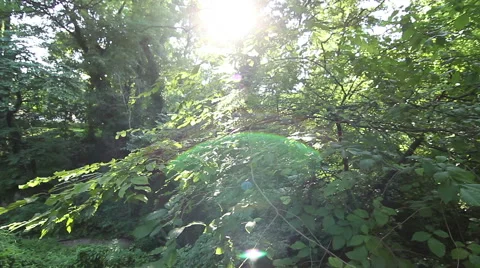 Steady cam shot of walking in the forest Stock-Footage 40390534