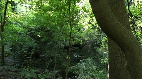 Steady cam shot of walking in the forest Vídeos de archivo 40390759