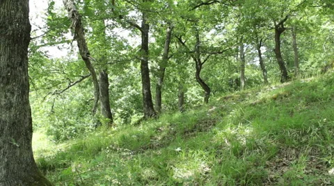 Steady cam shot, walking on a path in the spring forest, Personal perspective Video stock 46199619