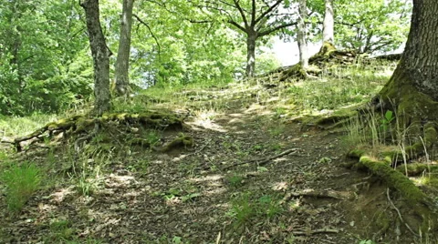 Steady cam shot, walking on a path in the spring forest, Personal perspective Vídeo Stock 46199793