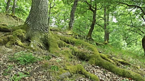 Steady cam shot, walking on a path in the spring forest, Personal perspective 库存影片 46200132