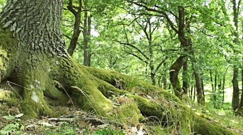 Steady cam shot, walking on a path in the spring forest, Personal perspective Stock Footage 46200266