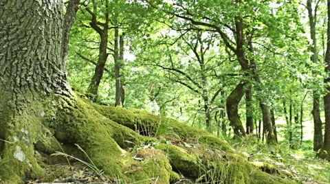 Steady cam shot, walking on a path in the spring forest, Personal perspective Vídeo Stock 46200285