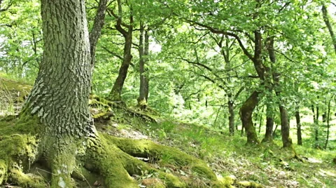 Steady cam shot, walking on a path in the spring forest, Personal perspective 스톡 동영상 46200482