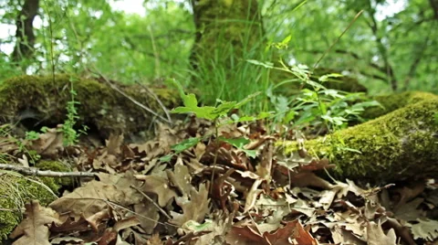 Steady cam shot, walking on a path in the spring forest, Personal perspective Vídeo Stock 46200692