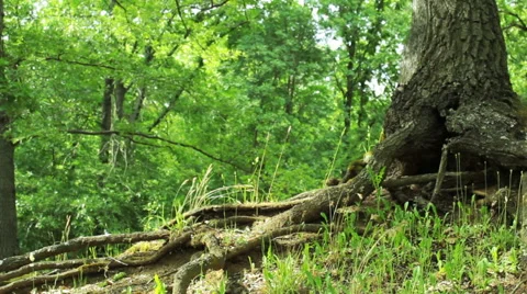 Steady cam shot, walking on a path in the spring forest, Personal perspective Stock Footage 46224279