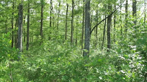 Steady cam shot, walking on a path in the spring forest, Personal perspective Vídeo Stock 46224479