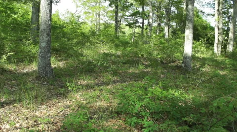 Steady cam shot, walking on a path in the spring forest, Personal perspective Vídeo Stock 46224576