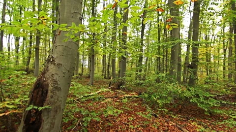 Steady cam shot, Walking through forest Stock-Footage 43239840