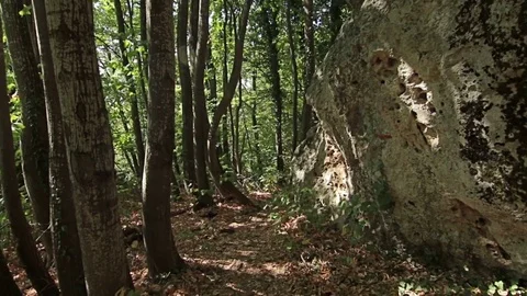 Steady cam shot, walking on track to old Unesco tomb in the forest Stock Footage 69999591