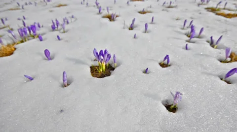 Steady cam spring shoot of saffron blossoms on white winter snow. fly over me Stock-Footage 37013032
