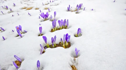 Steady cam spring shoot of saffron blossoms on white winter snow. fly over me Stock Footage 37013377