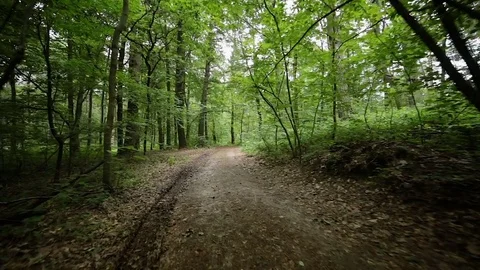 Steady cam view of man riding bicycle on forest road Stock Footage 77385416