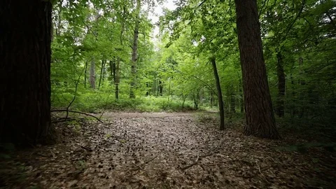 Steady cam view of man riding bicycle on forest road Video stock 77386439